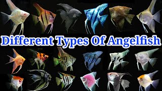 Different Varieties Of Angelfish  Top 20 Most Popular Angelfish [upl. by Arihsak]