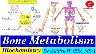 Bone metabolism bone remodeling metabolism biochemistry university 2024 newcurriculum [upl. by Pierson]