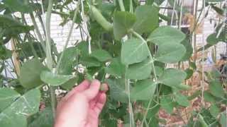 Powdery Mildew Treatment How To Kill Powdery Mildew Fast [upl. by Oiliduab]