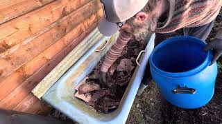 Setting up a new Vermicomposting project  Reusing an old bathtub  Inoculating charcoalbiochar 🪱 [upl. by Tanberg]