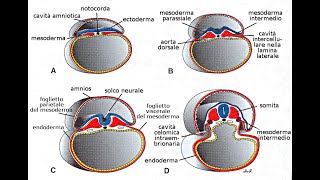 Embriologia dalla prima alla quarta settimana [upl. by Arrahs]