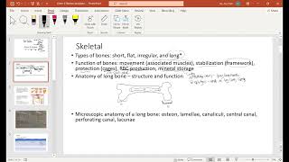 AampP Exam II Review Session SMR24 [upl. by Vachell]