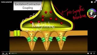 Skeletal muscle contraction [upl. by Asum]