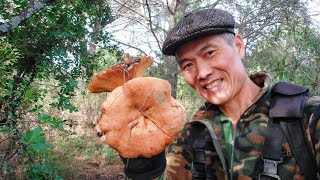 Niscalos VS Boletus Aereus [upl. by Storz]