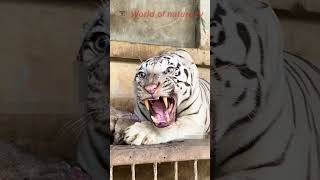 The White Tiger Roars 🐅 Closeup Video 🐅 World of nature tv 📸 [upl. by Everrs180]