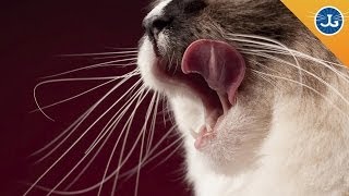 How Diet Affects Your Cat [upl. by Holey]