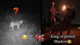 Wolf Hunting😨with Shadow king of pitbulls at night Part2 pitbull doglover wolf [upl. by Namyl]