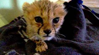 Cute Baby Cheetah [upl. by Marceau835]