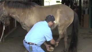 Horse Massage Hind Leg Release Using the Masterson Method® [upl. by Ecnerewal]