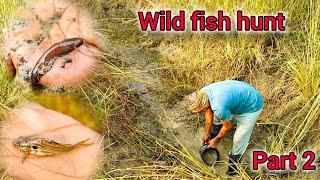 Barb fish Singhi fishing in small river  part 2 [upl. by Chaddy790]