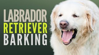 Labrador Retriever Barking Will Make Your Pet React [upl. by Ainotal794]