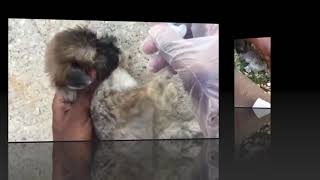 My Puppy Poops out Live Worms Warning NASTY  Deworming at Home [upl. by Friedman]