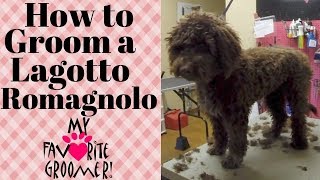 Grooming a Lagotto Romagnolo [upl. by Iruj]