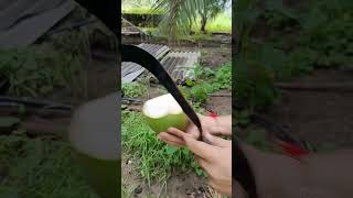 Fresh coconut water 🌴🌴  asmr shorts coconut coconutcutting [upl. by Ardnuahc836]