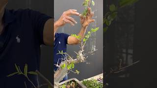 What is a Sacrificial Branch in Bonsai bonsai bonsaitree gardening plants trees tips shorts [upl. by Alex278]