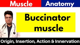 Buccinator Muscle  Origin Insertion Action amp Innervation  in Hindi [upl. by Sirromad901]