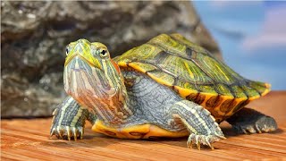 ¿TORTUGAS CON PECES¿ES POSIBLE [upl. by Nosreg]