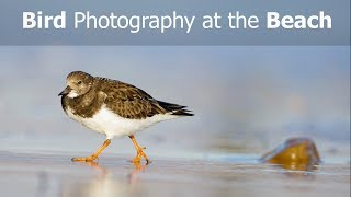 Bird Photography at the Beach  Photographing Waders with my Special Ground Pod [upl. by Atirehc]