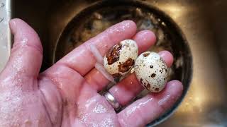 How To Make Perfect Easy Peel Hard Boiled Quail Eggs [upl. by Nnairda]