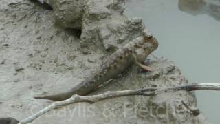 Bluespotted Mudskipper B boddarti Malaysia 20160921173500m2ts [upl. by Acirej]