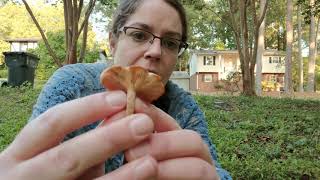 ID Armillaria tabescens the ringless honey mushroom [upl. by Flan]