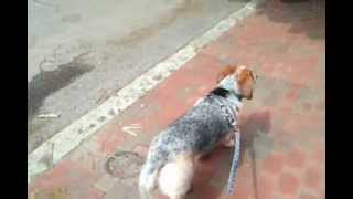 Maggie the Therapy Dog demonstrating Limber Tail [upl. by Annehs]