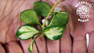 The BEST Method to Propagate Hoya Cuttings [upl. by Drofnil]