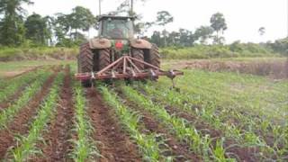 Inter row weeding in maize [upl. by Illona]