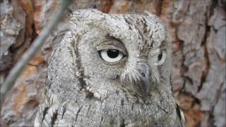 Taller de fotografía de aves rapaces Entorno Meaques Retamares 962017 [upl. by Gosselin]