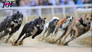 Greyhound dog racing  Track race 480m [upl. by Bahner]