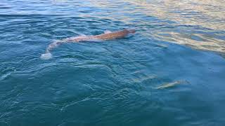 Esox Lucius Northern pike on Leman Lake Switzerland [upl. by Trauts]