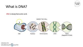 Eukaryotic And Prokaryotic Cells  AQA GCSE Triple Science Biology 91 [upl. by Noruq]