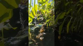 Ponds paludarium with 2 waterfall viralvideo ponds shortvideo reels fish hobby waterfall [upl. by Adnorehs985]