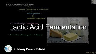 Lactic Acid Fermentation Biology Lecture  Sabaqpk [upl. by Pennie]