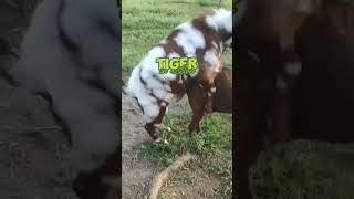 Breeding Boer Goats Dappled Red and Traditional Boers breeding goat goatfarming farming [upl. by Coussoule241]