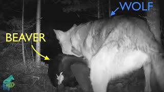 Super rare footage of a wolf attacking and killing a beaver [upl. by Cheslie]