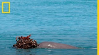 Los DELFINES macho usan ESPONJAS como REGALO para las HEMBRAS  National Geographic en Español [upl. by Earized]