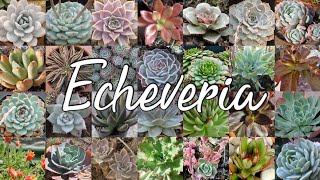 TODAS las especies de Echeveria registradas en el Mundo  100 Suculentas  Parte 1 de 2 [upl. by Primavera]