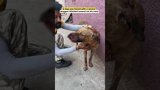 Dog With Maggot Nose Wound animalrescue dogNoseWound [upl. by Amandy]