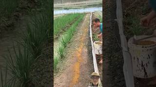 Amazing frog farming 😱 satisfying farming shortsviral [upl. by Iridissa]