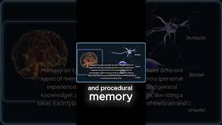 Different Types of Memory in Your Brainfacts humanmemory psychology brainscience memory neuro [upl. by Gibb]