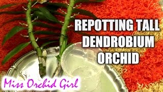 Repotting a tall Dendrobium orchid [upl. by Weisbrodt438]