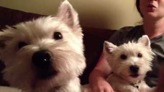 Westie dogs howl [upl. by Marlea]