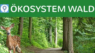 Ökosystem Wald  Entwicklungsstadien Baumarten Vegetationszonen Stockwerke  Ökosysteme 6 [upl. by Assirat]