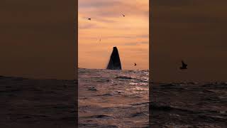 Massive Humpback Whale Breaches at Sunset Jumps out of water [upl. by Aynna]