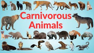 Carnivorous Animals  Carnivores Animals Name in English  Kids TV [upl. by Enrica492]