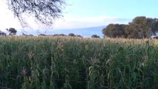 Un poco de las riquezas naturales de San Agustín del Pulque [upl. by Richarda182]