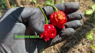 SemiStraniit  Carolina Reaper Purple [upl. by Enifesoj]