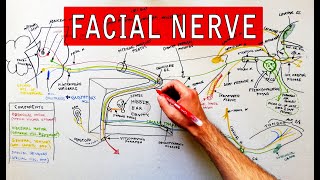 Facial nerve  Origin Function Pathway amp Branches  Anatomy Tutorial [upl. by Dahle]