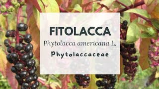 FITOLACCA A MAGGIO  Phytolacca americana L  Phytolaccaceae  POKEWEED [upl. by Dloniger]